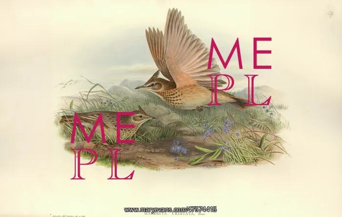 : Galerida cristata, crested lark : Galerida cristata, crested lark