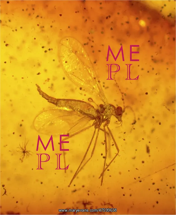  : Gall midge in Baltic amber