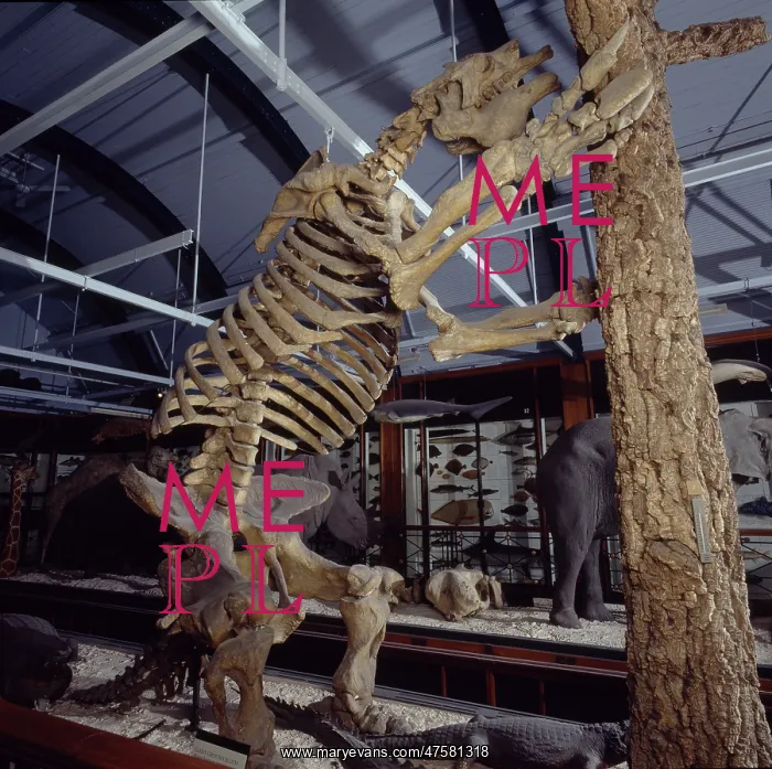 : Gallery 3. The Natural History Museum at Tring : Gallery 3. The Natural History Museum at Tring