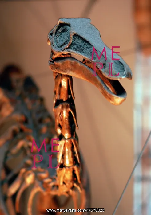 : Gallimimus : Gallimimus