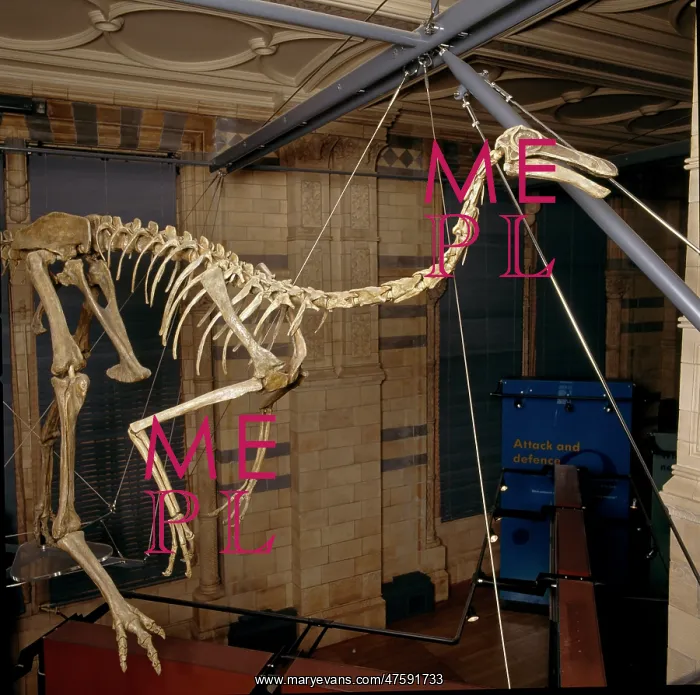 : Gallimimus : Gallimimus