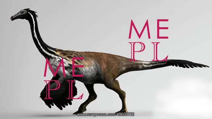 : Gallimimus dinosaur on gray background : Gallimimus dinosaur on gray background