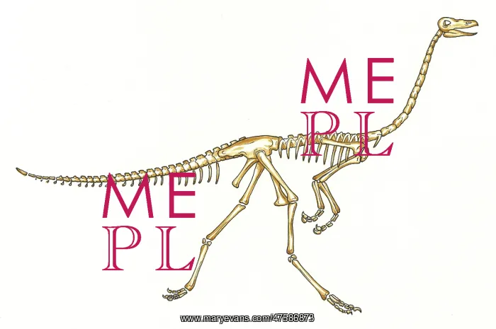 : Gallimimus skeleton : Gallimimus skeleton