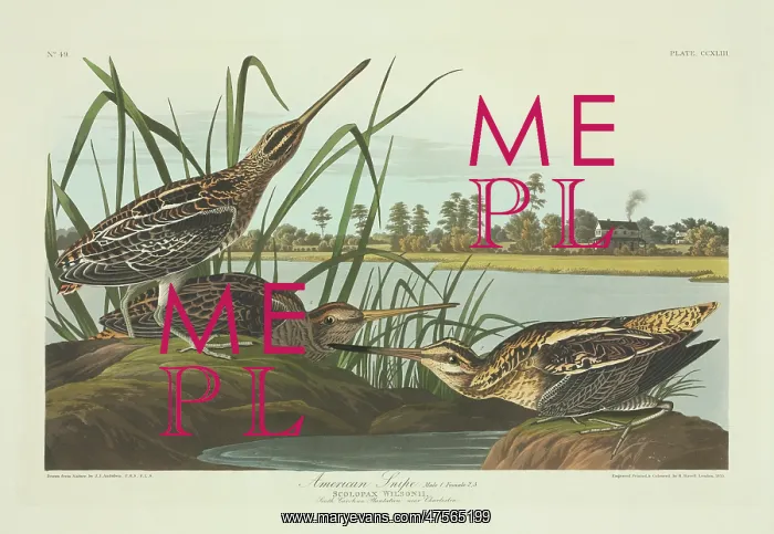 : Gallinago gallinago, common snipe : Gallinago gallinago, common snipe