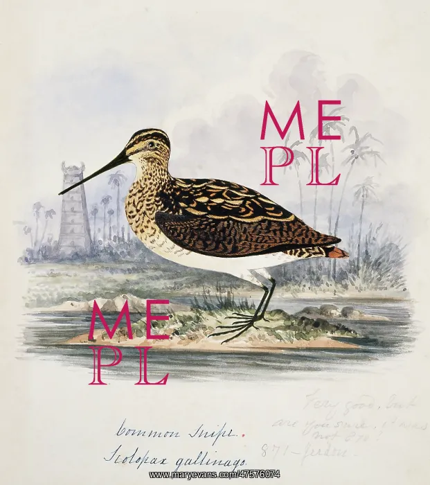 : Gallinago gallinago, common snipe : Gallinago gallinago, common snipe