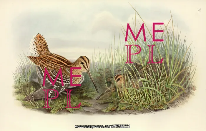 : Gallinago gallinago, common snipe : Gallinago gallinago, common snipe