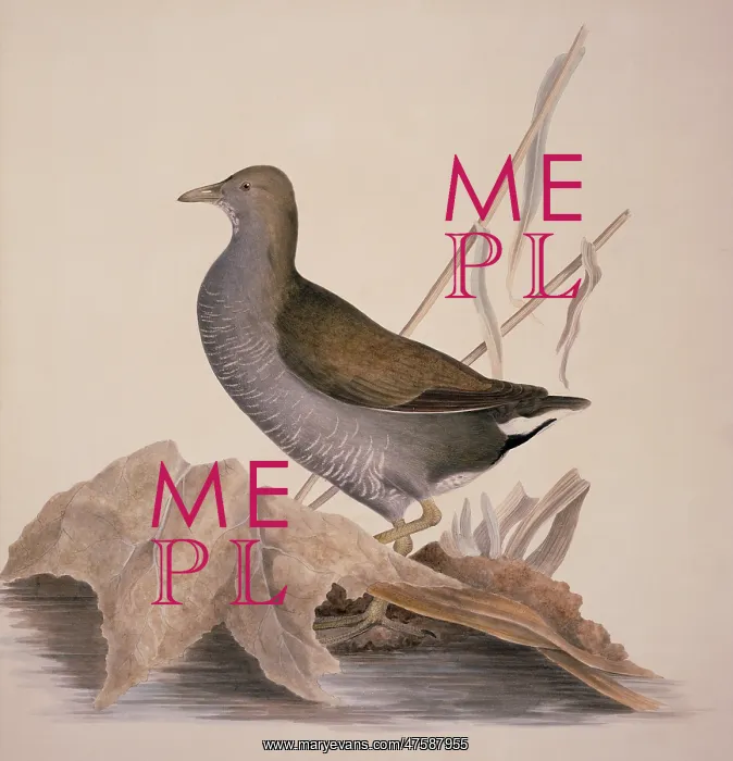 : Gallinula chloropus, common moorhen : Gallinula chloropus, common moorhen