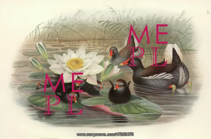 : Gallinula chloropus, common moorhen : Gallinula chloropus, common moorhen