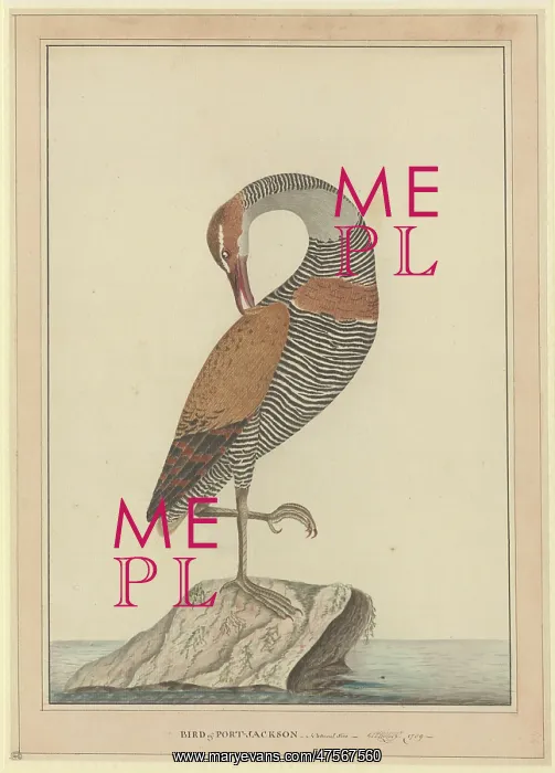 : Gallirallus philippensis, buff-banded rail : Gallirallus philippensis, buff-banded rail