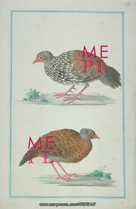 : Galloperdix bicalcarata, Ceylon spurfowl : Galloperdix bicalcarata, Ceylon spurfowl