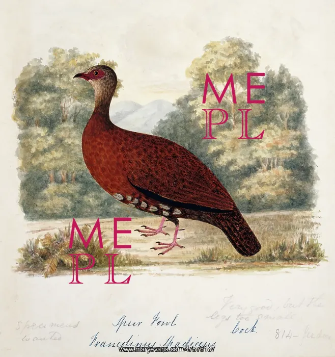 : Galloperdix spadicea, red spurfowl : Galloperdix spadicea, red spurfowl