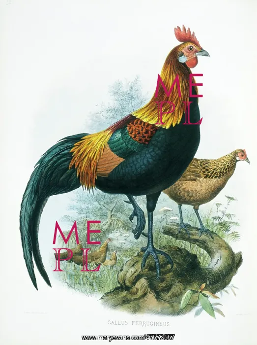 : Gallus gallus, red junglefowl : Gallus gallus, red junglefowl