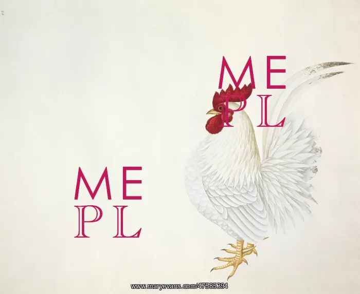 : Gallus gallus, red junglefowl : Gallus gallus, red junglefowl