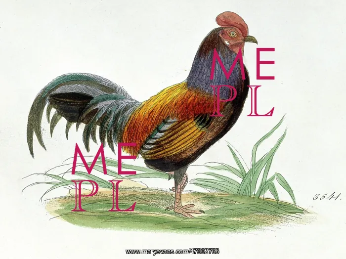 : Gallus gallus, red junglefowl : Gallus gallus, red junglefowl