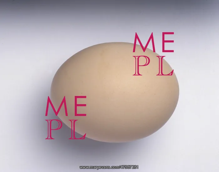 : Gallus gallus, red junglefowl egg : Gallus gallus, red junglefowl egg