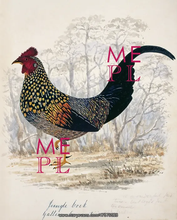 : Gallus sonneratii, grey junglefowl : Gallus sonneratii, grey junglefowl