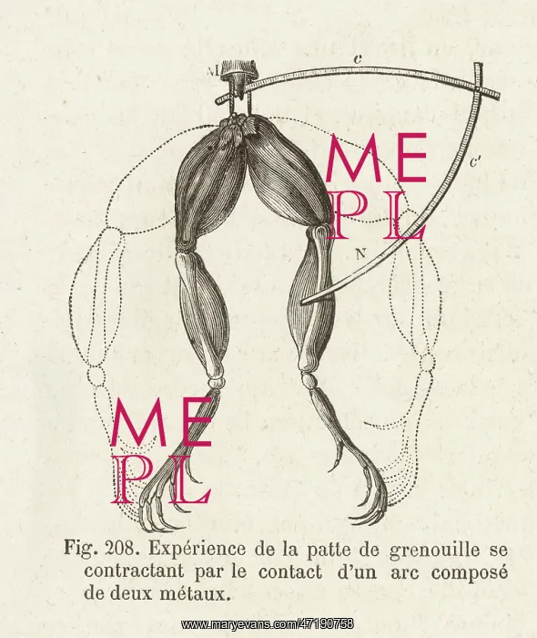 : GALVANI / FROG EXP. - 4 : GALVANI / FROG EXP. - 4