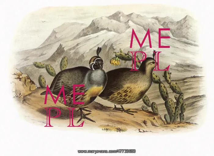 : Gambel's Partridge, Callipepla gambelii : Gambel's Partridge, Callipepla gambelii