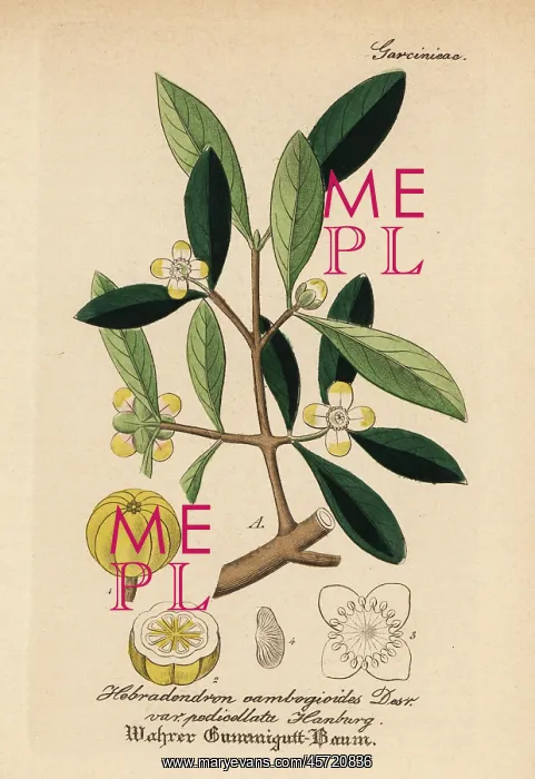 : Gamboge, Garcinia morella : Gamboge, Garcinia morella