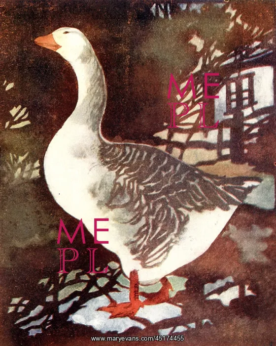 : The Gander : The Gander