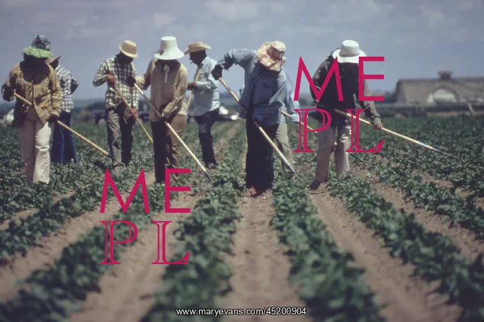 : Gang of farm workers weeding sugar beets ? : Gang of farm workers weeding sugar beets ?