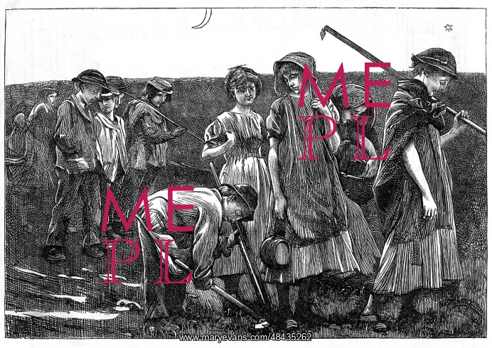 : Gang System: teams of children were formed by : Gang System: teams of children were formed by