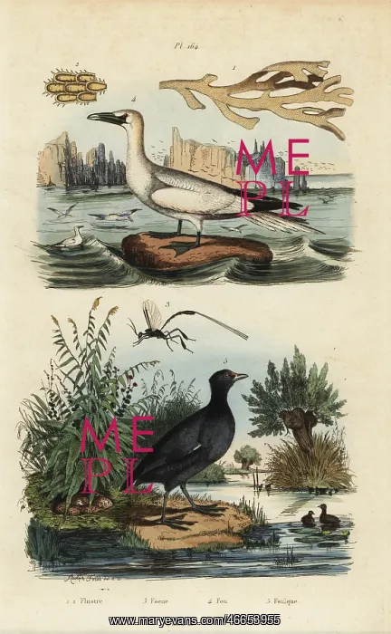 : Gannet, coot, seaweed and wasp : Gannet, coot, seaweed and wasp