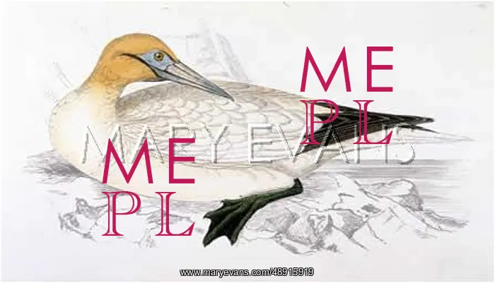  : GANNET (MORRIS)