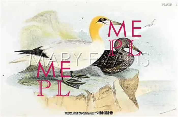  : GANNET (SHARPE)