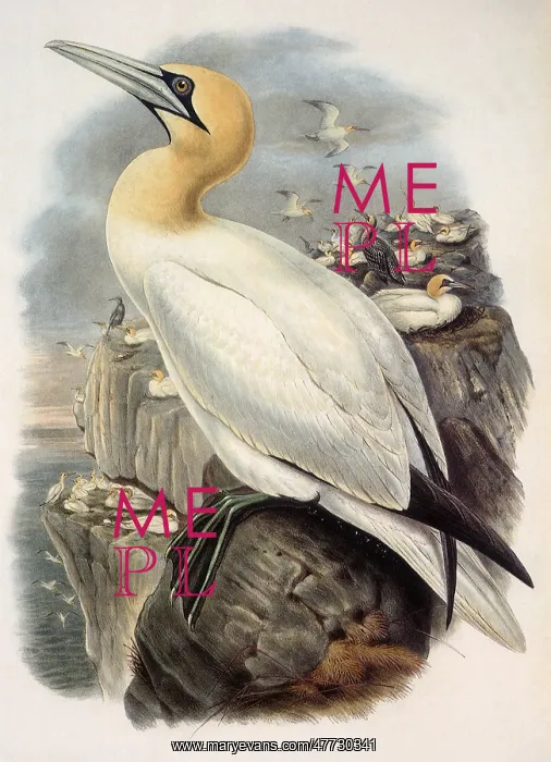  : Gannet, Sulu bassana