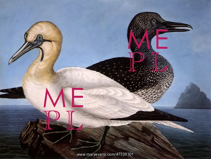  : Gannets on Rock