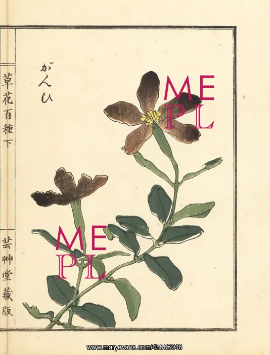: Ganpi or catchfly, Lychnis species : Ganpi or catchfly, Lychnis species