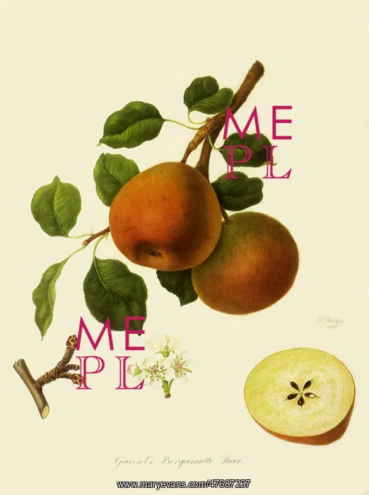 : Gansel's Bergamotte Pears : Gansel's Bergamotte Pears