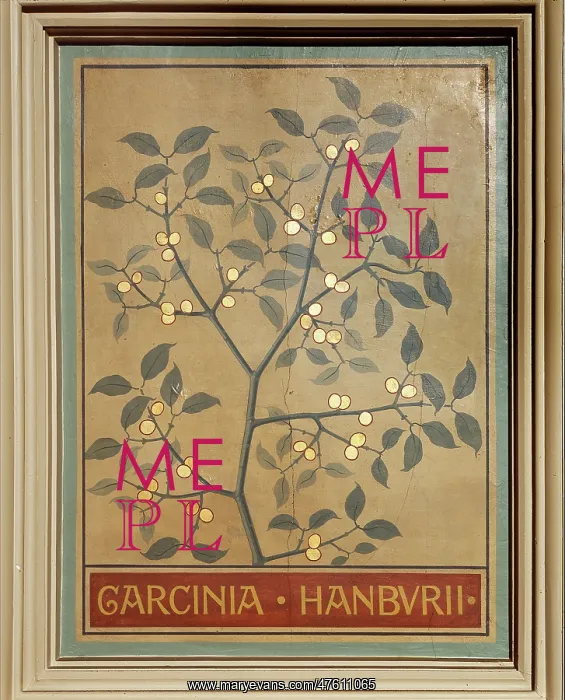 : Garcinia hanburii, gamboge tree : Garcinia hanburii, gamboge tree
