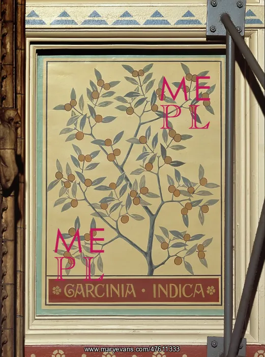 : Garcinia indica, kokam tree : Garcinia indica, kokam tree