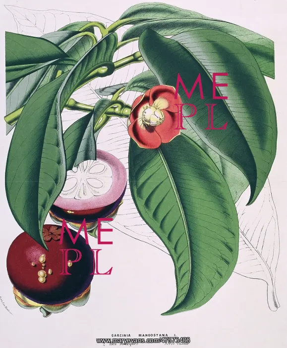 : Garcinia mangostana, Mangosteen : Garcinia mangostana, Mangosteen
