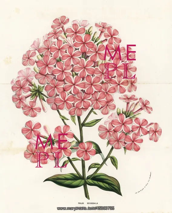 : Gardem phlox variety, Triomphe de Twickel, Phlox paniculata : Gardem phlox variety, Triomphe de Twickel, Phlox paniculata