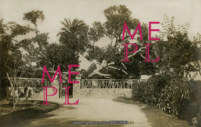 : Garden in Al-Matariyyah, Cairo : Garden in Al-Matariyyah, Cairo