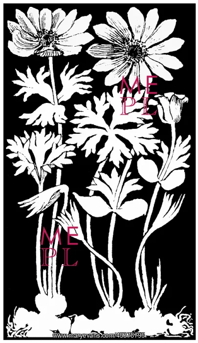 : Garden Anemone : Garden Anemone