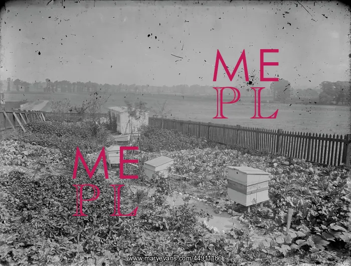 : Garden, with beehives : Garden, with beehives