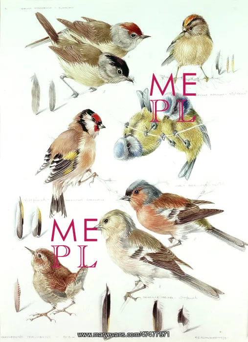 : Garden Birds ' blackcap, goldcrest, etc : Garden Birds ' blackcap, goldcrest, etc