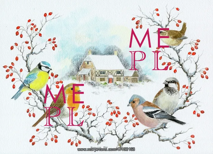 : Garden Birds in Winter ' blue tit, robin, etc : Garden Birds in Winter ' blue tit, robin, etc