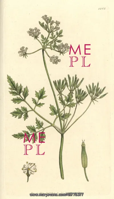 : Garden chervil, Anthriscus cerefolium : Garden chervil, Anthriscus cerefolium