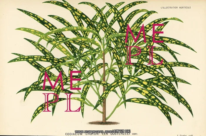 : Garden croton, Codiaeum variegatum : Garden croton, Codiaeum variegatum