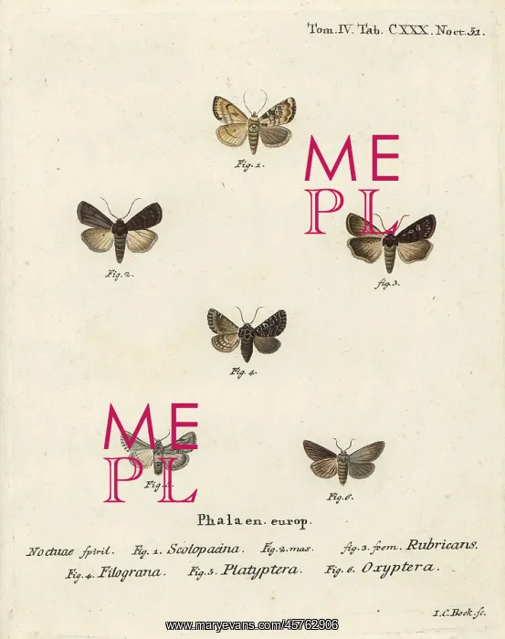 : Garden dart and other moths : Garden dart and other moths