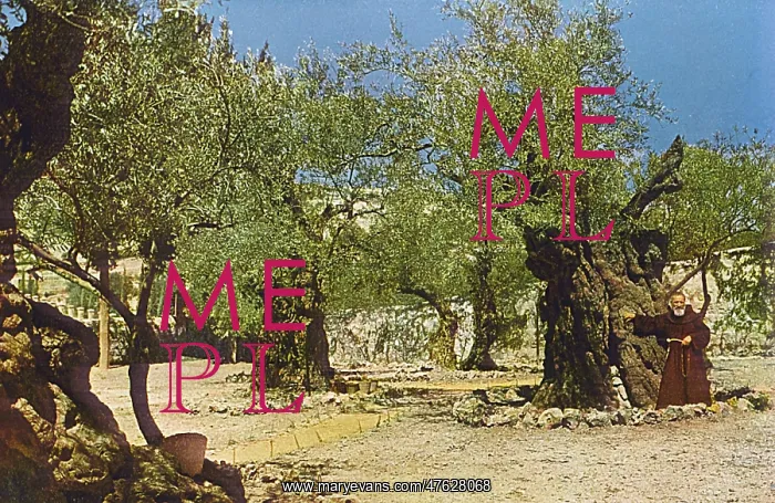 : Garden of Gethsemane, Jerusalem : Garden of Gethsemane, Jerusalem
