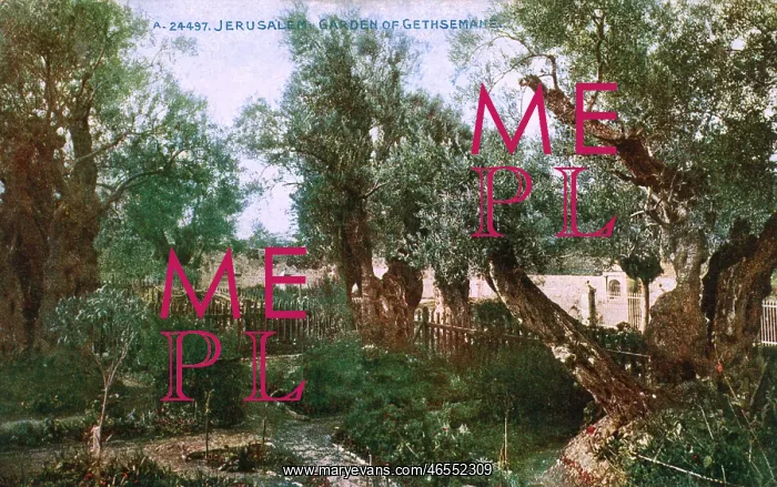  : The Garden of Gethsemane - Jerusalem, Israel