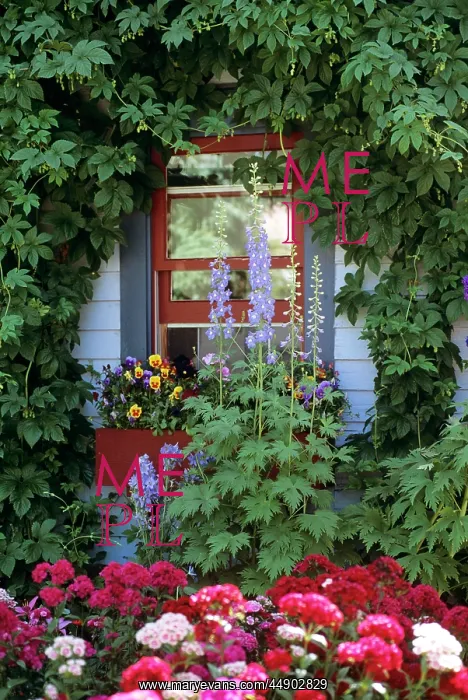 : Garden beside house with pansies in : Garden beside house with pansies in