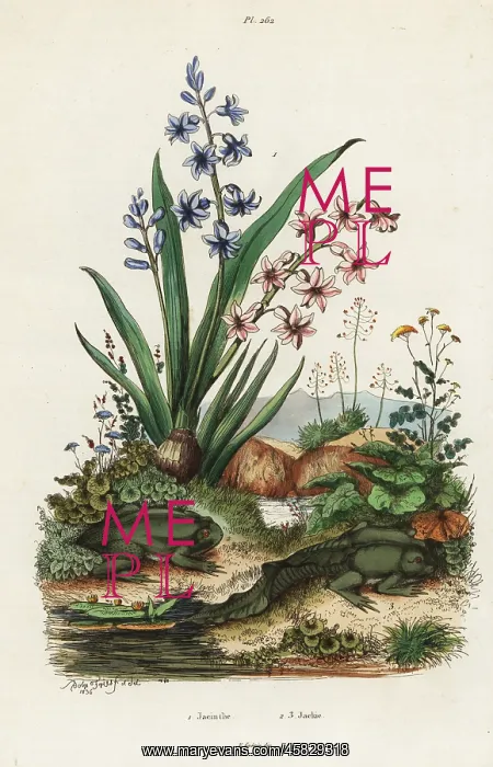 : Garden hyacinth and paradoxical frog : Garden hyacinth and paradoxical frog