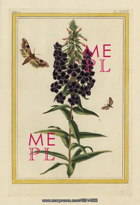 : Garden phlox, Phlox paniculata : Garden phlox, Phlox paniculata